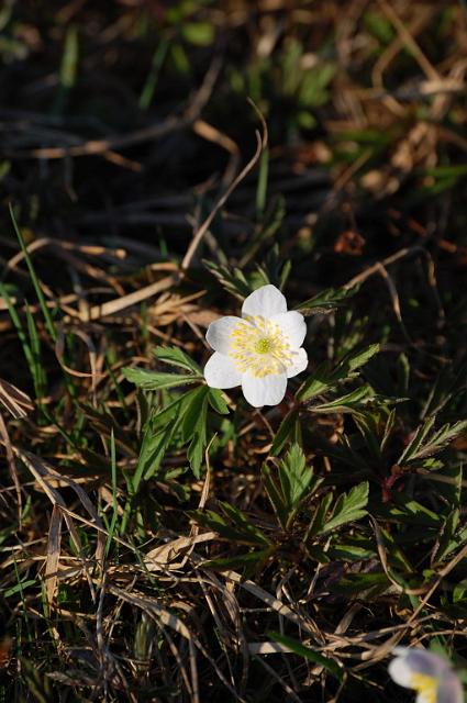 Bílá u Bílého 2009